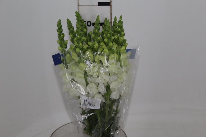 <h4>BOCA DE LEAO UBIRA WHITE 060 CM</h4>