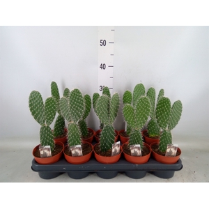 Opuntia