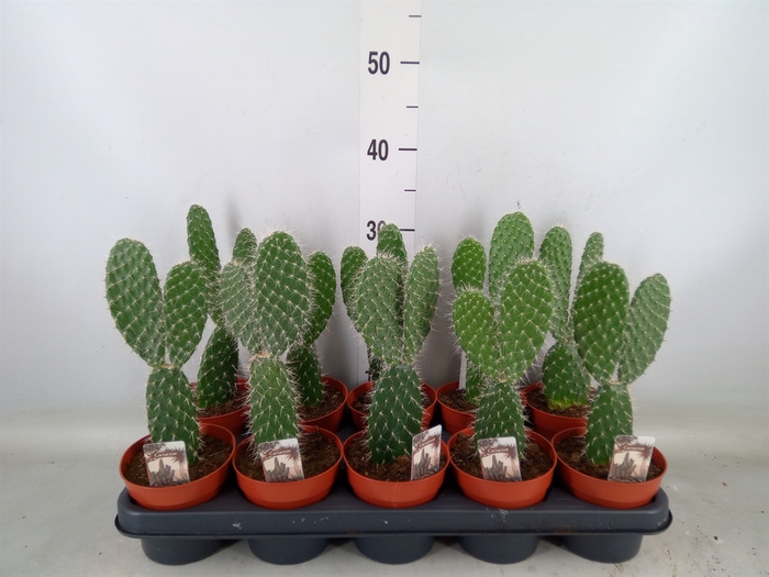 <h4>Opuntia</h4>