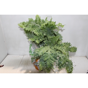 PHLEBODIUM AUREUM DAVANA C21