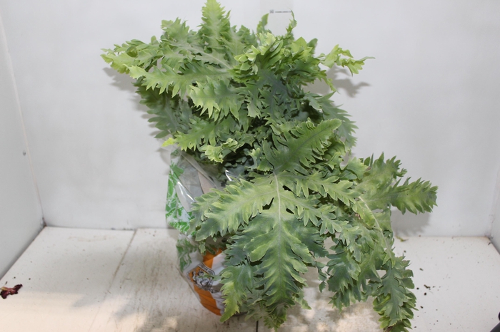 <h4>PHLEBODIUM AUREUM DAVANA C21</h4>