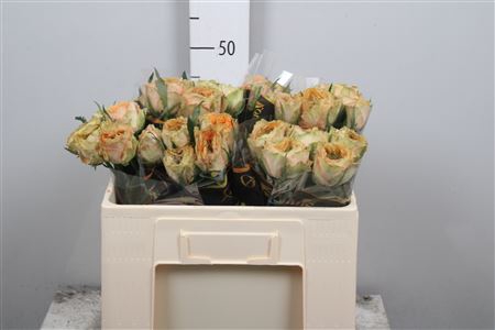 <h4>R Gr Golden Lady</h4>