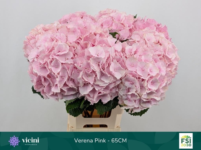 <h4>HYDR M CH VERENA</h4>