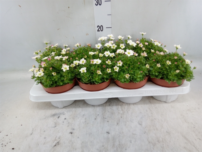 <h4>Saxifraga arend. 'Alpino Rose'</h4>