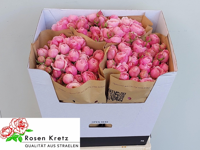 <h4>R TR SILVA PINK+</h4>