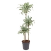 Dracaena fragrans Compacta Grp White Jewel