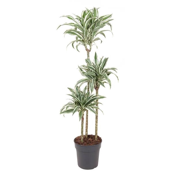 <h4>Dracaena fragrans Compacta Grp White Jewel</h4>