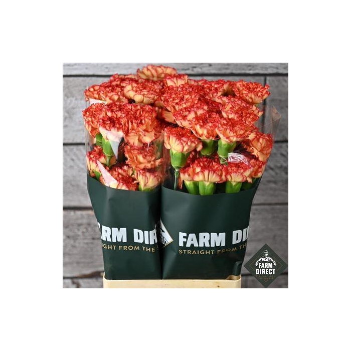 <h4>Di St Figaro</h4>