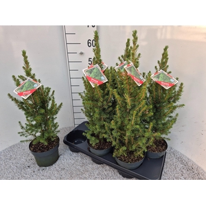 PICEA GL CONICA