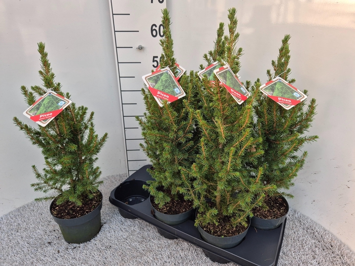 <h4>PICEA GL CONICA</h4>