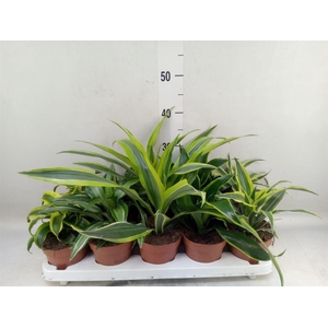 Dracaena   ...mix