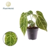 Anthurium blad