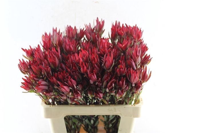 <h4>Leucad Sal Blush Ex</h4>
