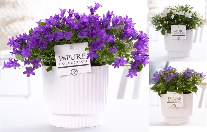 <h4>Campanula Mix Pure Ivy Ceramics</h4>