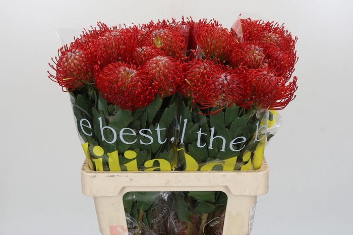 Nutans Ayoba Red