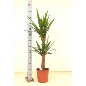 YUCCA
