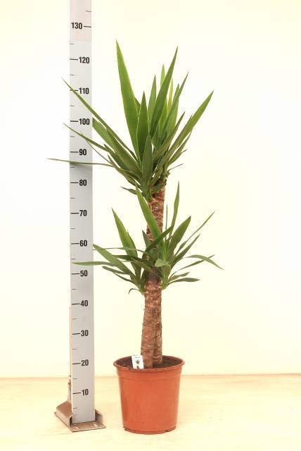 <h4>YUCCA</h4>