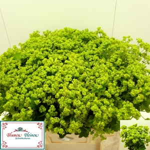 ALCHEM M ROBUSTICA