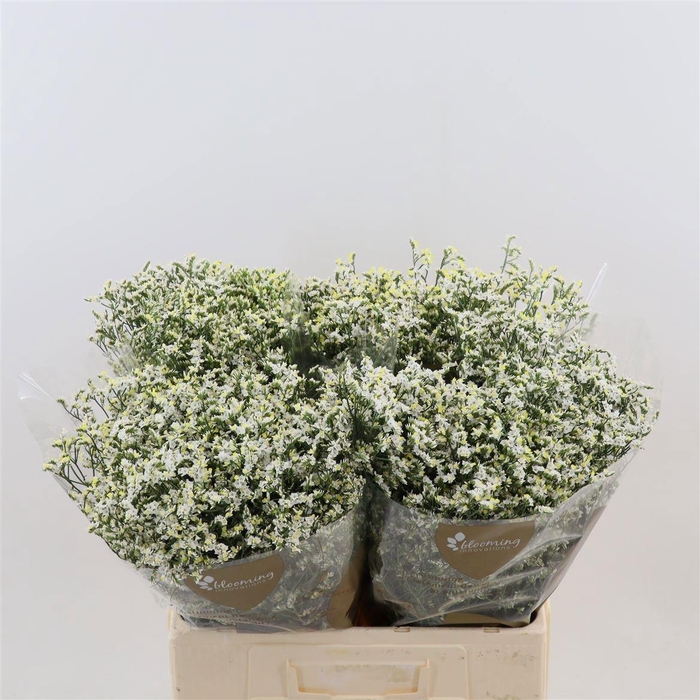 <h4>LIM SIN CHINA WHITE</h4>