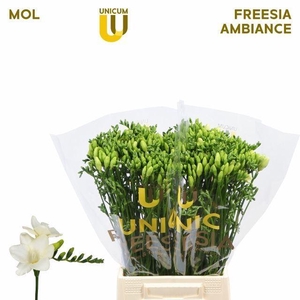 Freesia enk Ambiance