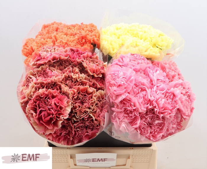 <h4>DI ST GEM IN FUST</h4>