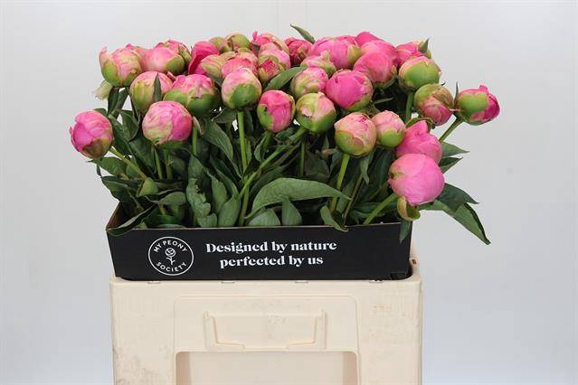 <h4>Paeonia jacorma</h4>