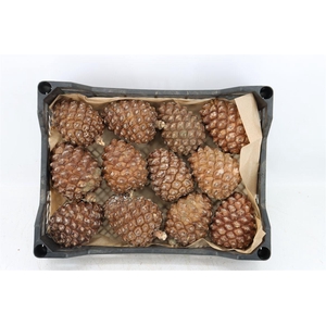 Pinea Groot X12 Crate