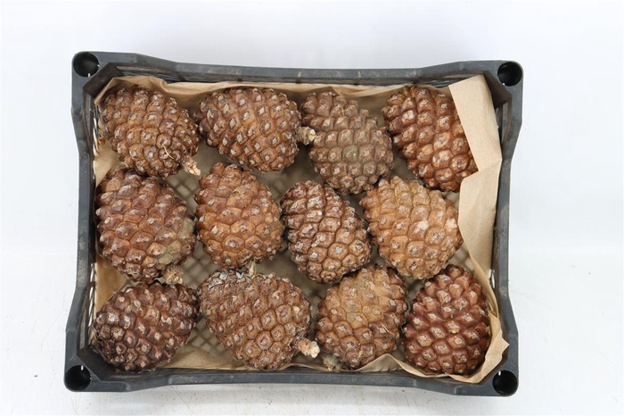 <h4>Pinea Groot X12 Crate</h4>