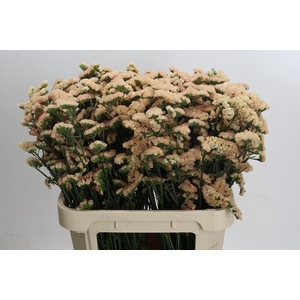 Limonium sinuatum Honey Apricot