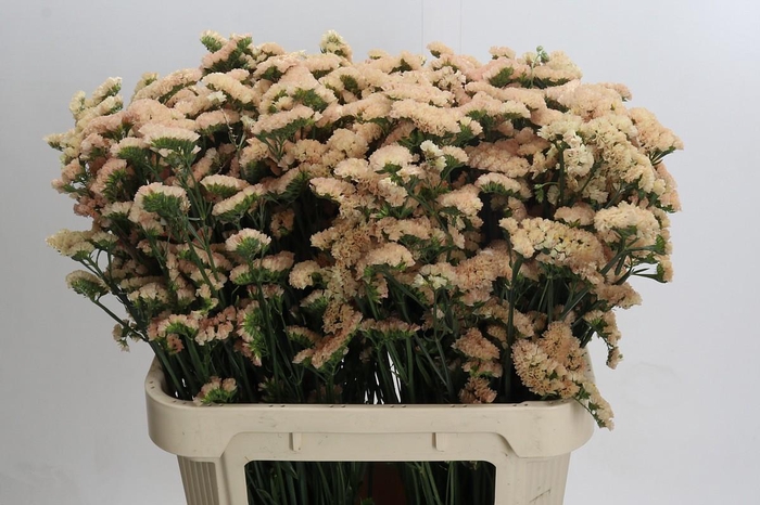 <h4>Limonium sinuatum Honey Apricot</h4>