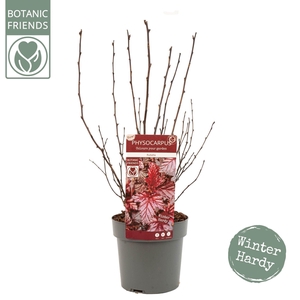 Physocarpus opulifolius