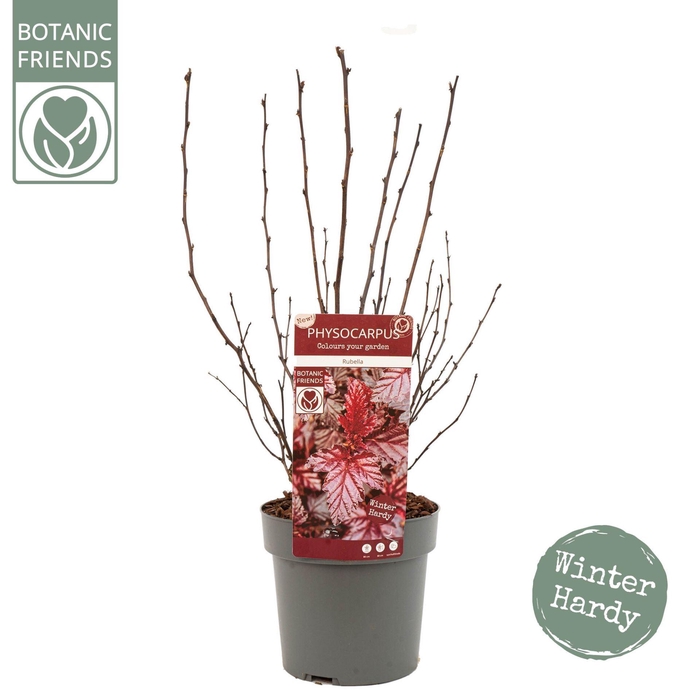 <h4>Physocarpus opulifolius</h4>