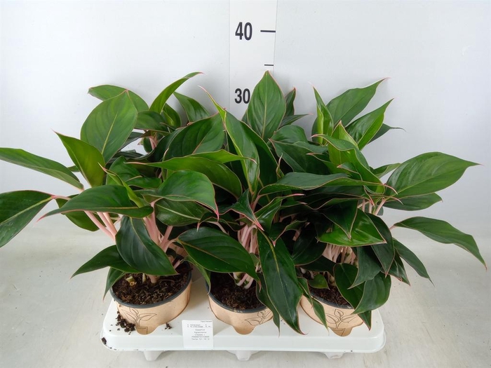 <h4>Aglaonema   ...</h4>