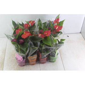 ANTHURIUM VARIADO P09