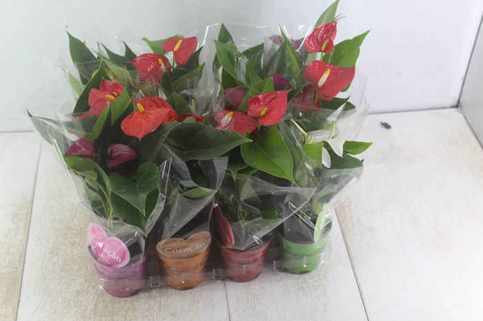 <h4>ANTHURIUM VARIADO P09</h4>