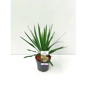 Yucca filamentosa C5