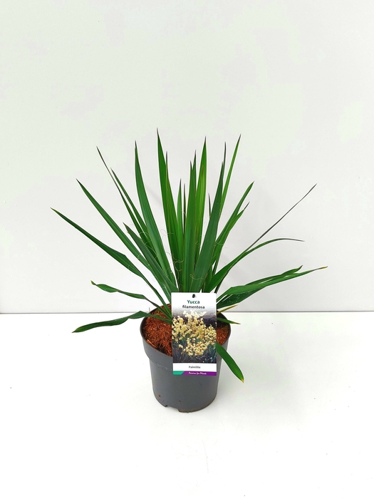 <h4>Yucca filamentosa C5</h4>
