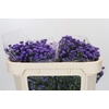 Aster Baby Parade