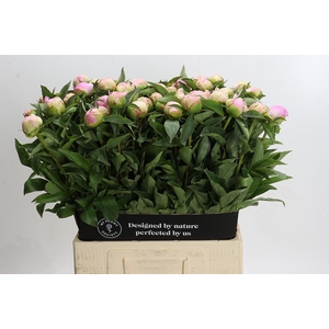 Paeonia Catharina Fontijn