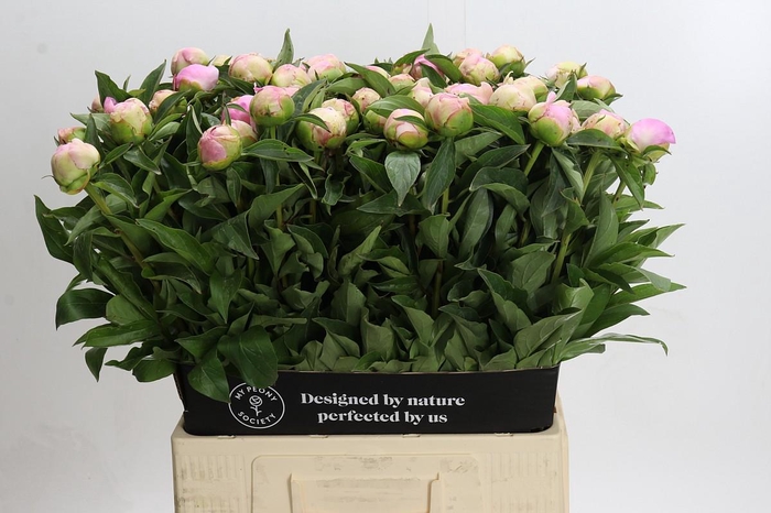 <h4>Paeonia Catharina Fontijn</h4>