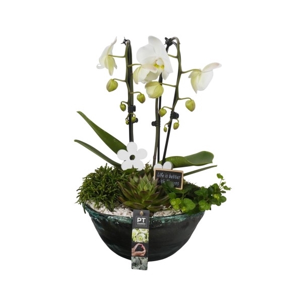 <h4>PTIG1540 Arrangement Indoor in glas schaal</h4>