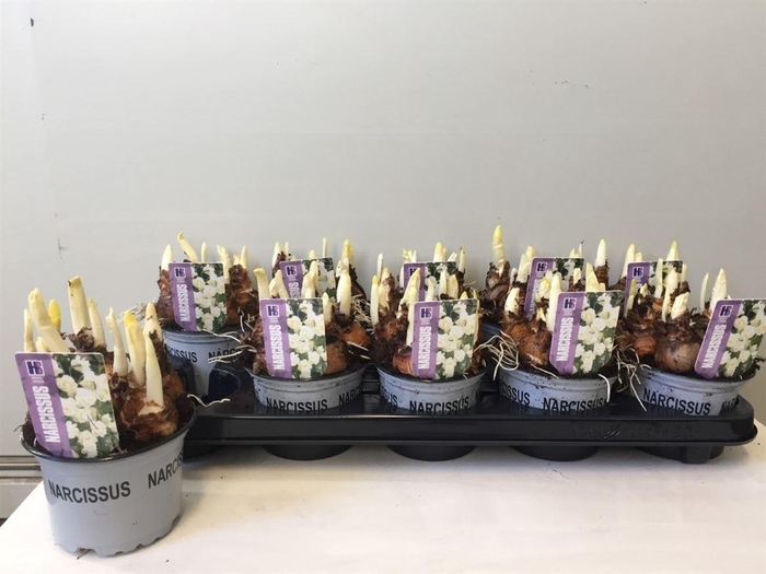 <h4>Narc D Bridal Crown</h4>