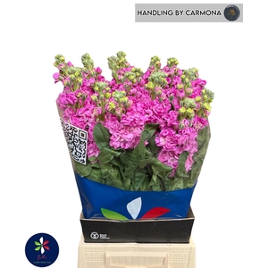 MATTH IRON DEEP PINK