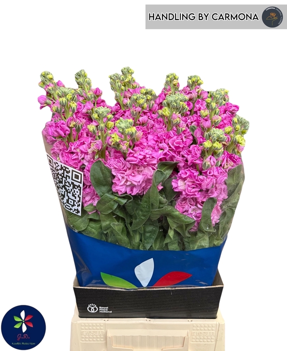 <h4>MATTH IRON DEEP PINK</h4>