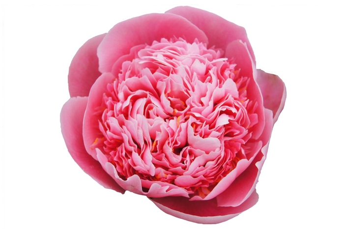 Paeonia etched salmon