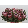 Protea Pink Ice