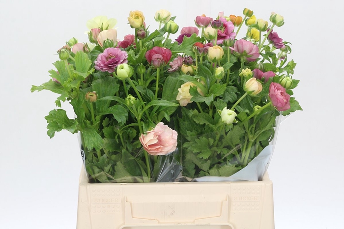 <h4>Ranunculus Butterfly Rainbow</h4>