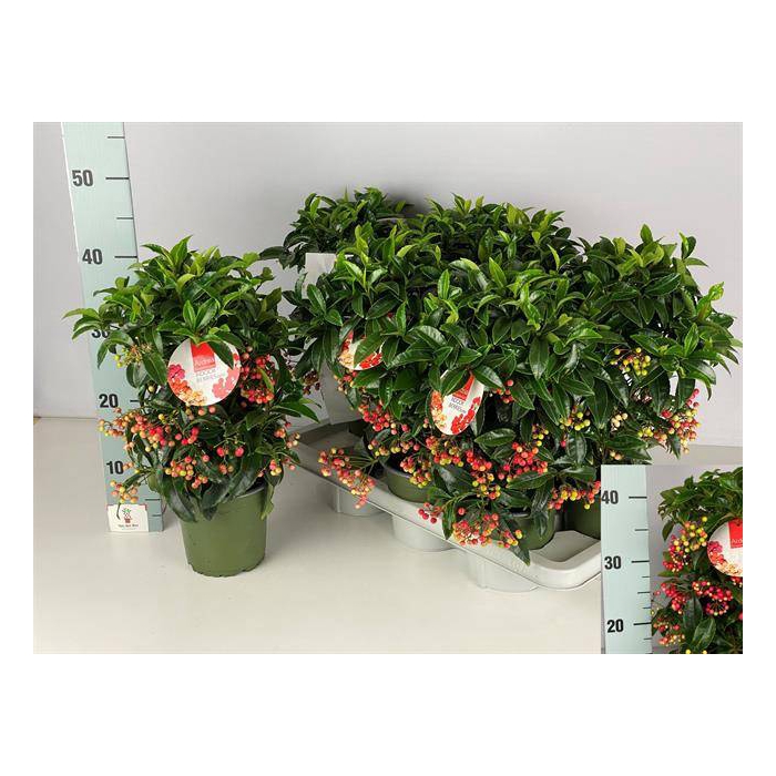 <h4>Ardisia crenata Bos Premium mix 14Ø 40cm</h4>