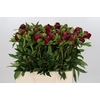 Paeonia Christmas Velvet