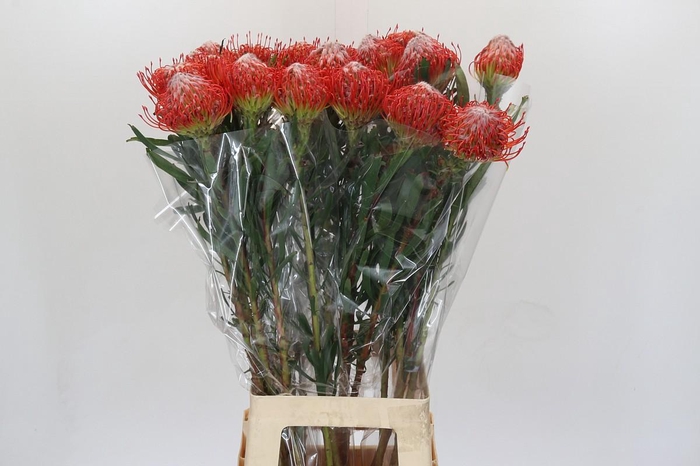 <h4>Nutans Tango</h4>